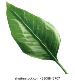 Fresh green leaf over white