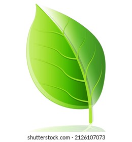 Fresh green leaf spring icon