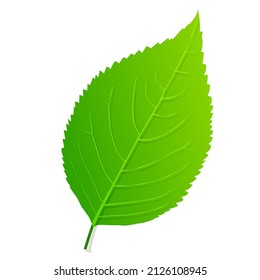 Fresh green leaf spring icon