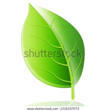 Fresh green leaf spring icon
