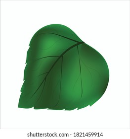 Fresh Green leaf vector illustration