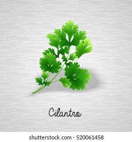 Fresh green leaves cilantro. Vector illustration