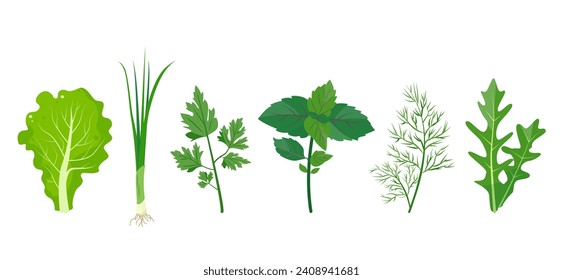 Kollektion von frischen grünen Blättern. Beliebtes kulinarisches Kräuterblatt zum Kochen. Grüne Salatblätter, Basil, Petersilie, Dill, Arugula und Chives. Vektorgrafik einzeln auf weißem Hintergrund.