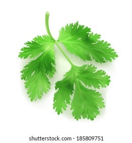 Fresh green leaves coriander, vector illustration