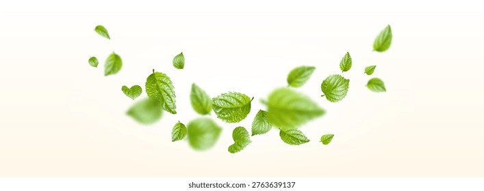 Fresh green leaves flying in wind isolated on white background. Vector realistic illustration of mint tea leaf vortex, spring banner element, vegan beauty cosmetics design, organic foliage movement