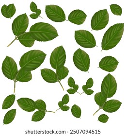 
fresh green leaves foliage vector set
