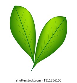 Fresh green leaves icon vector set isolated on white background. Various shapes of of trees and plants. Elements for eco and bio logos