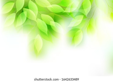 Fresh green leaves green light background
