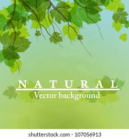 Fresh green leaves on natural background. Vector illustration. Eps 10.