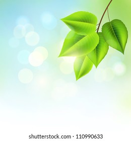 Fresh Green Leaves on a soft summer background.
