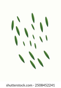Fresh green leaves on white background
