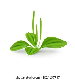 Fresh Green Leaves Plantago major (Broad-leaf Plantain, white Mans Foot, or Greater Plantain). Natural Herb Cosmetic Plant on White Background