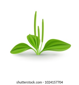 Fresh Green Leaves of Plantain (Plantago Major or Soldiers Herb) Plant for Health Benefits