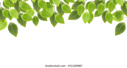 Fondo de primavera de hojas verdes frescas