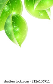 Fresh green leaves spring background