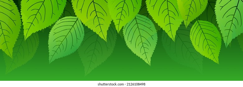 Fondo de primavera de hojas verdes frescas 