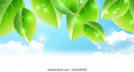 Fresh green leaves spring background