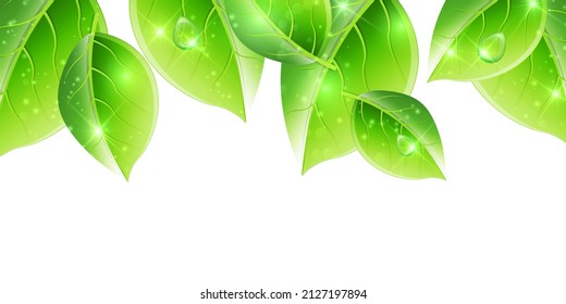 Fresh green leaves spring background
