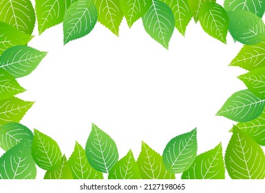 Fresh green leaves spring background 