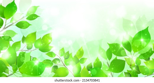 Fondo de primavera de hojas verdes frescas