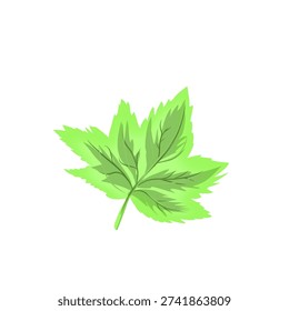 fresh green leaves with stems without background