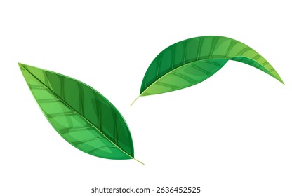 fresh green leaves vector illustration design template on the white background.natural leaves icon and clip art element.