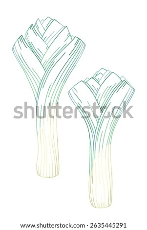 Fresh Green Leeks Vegetable Illustration