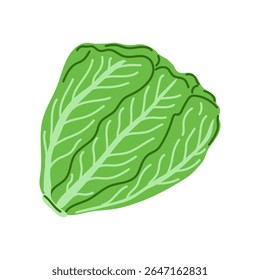 Cabeça de alface verde fresca. Romaine alface desenhado à mão. Alimentos saudáveis, alimentos orgânicos ou jardinagem. Ilustração vetorial