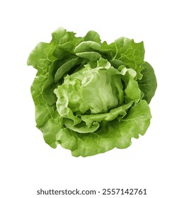 A fresh green lettuce head, showcasing its layered leaves and vibrant color.