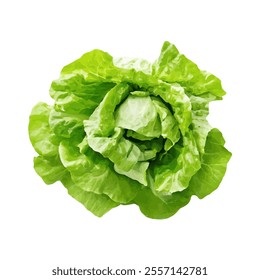 A fresh green lettuce head, showcasing its crisp leaves and vibrant color.