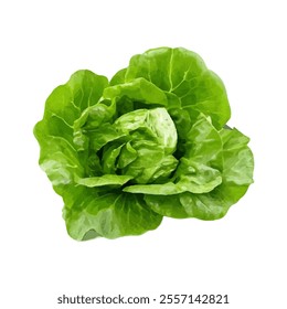 A fresh green lettuce head, showcasing its crisp leaves and vibrant color.