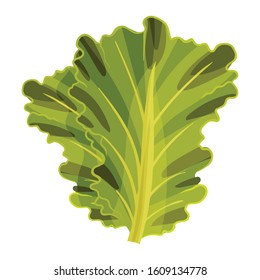 Fresh Green Lettuce Leaves, Healthy Diet Food Vector Illustration