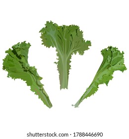 Fresh green lettuce leaves, vector  isolated illustration. Organic leaf vegetable, salad ingredient. Healthy nutrition.