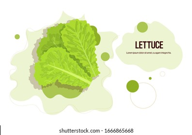 pegatina de lechuga verde fresca icono vegetal saludable concepto de alimentos sanos copia horizontal espacio ilustración vectorial