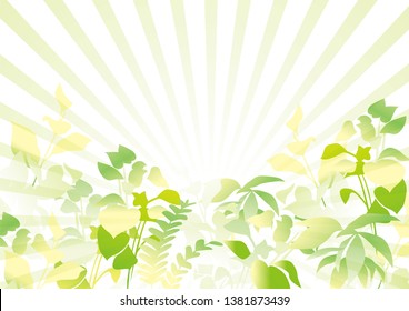 Fresh green in the light