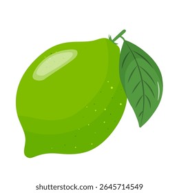 Cal verde fresca, vista desenhada à mão de frutos inteiros de lima.