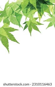 fresh green maple leaf background