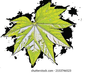 The fresh green maple leaf, beauty in nature.