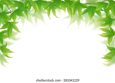 Fresh green maple leaves on white background, vector illustration