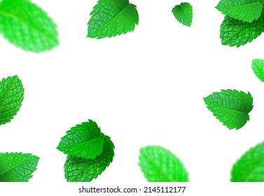 La menta verde fresca deja el fondo. Vector realista de hoja de menta borrosa.