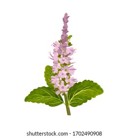 Fresh Green Mint Leaves and Blossoming Flower Vector Illustration