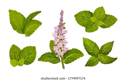 Fresh Green Mint Leaves and Blossoming Flower Vector Set