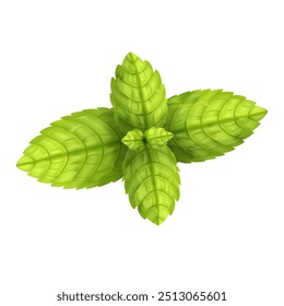 Fresh green mint leaves, for decoration lemonade or mojito, vector menthol leaf.