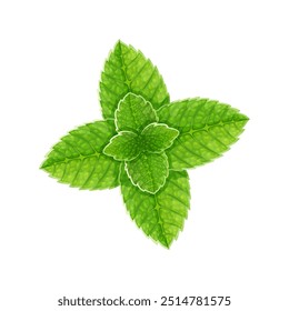 Fresh green mint leaves, for decoration lemonade or mojito, cartoon stile, vector menthol leaf.