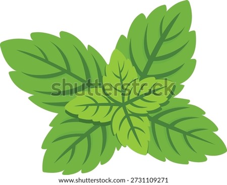 Fresh green mint leaves, herb summer element. Vibrant and aromatic, perfect for culinary use. Vector illustration in flat style. 