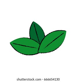 fresh green mint leaves herbal drink icon