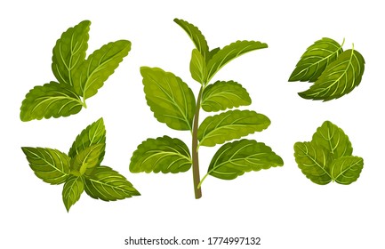 Fresh Green Mint Leaves Isolated on White Background Vector Set
