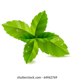 Fresh green mint leaves isolated on white background