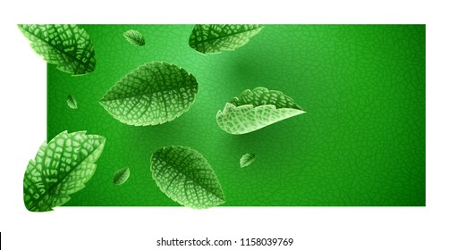 Láminas verdes frescas en el diseño de pancartas con espacio de copia. Principal ingrediente orgánico natural para refrescar bebidas como limonada o mojito. Cae hojas de menta realista. Vector EPS10.