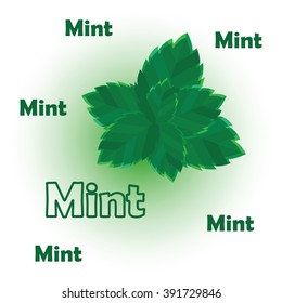 Fresh green mint leaves on white background with signs